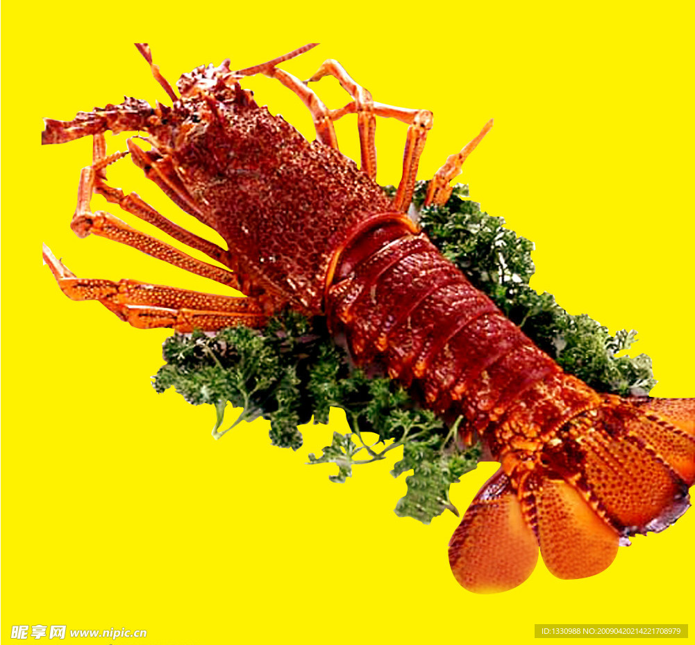 生猛澳洲大龙虾