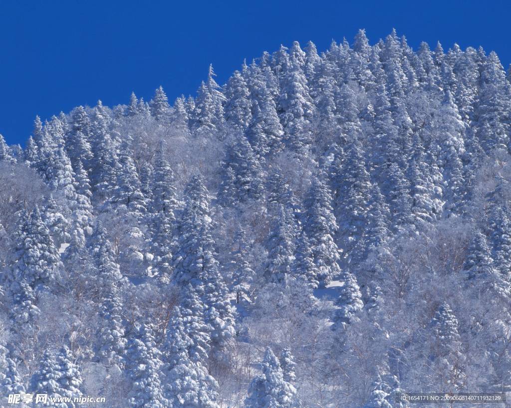 森林雪景