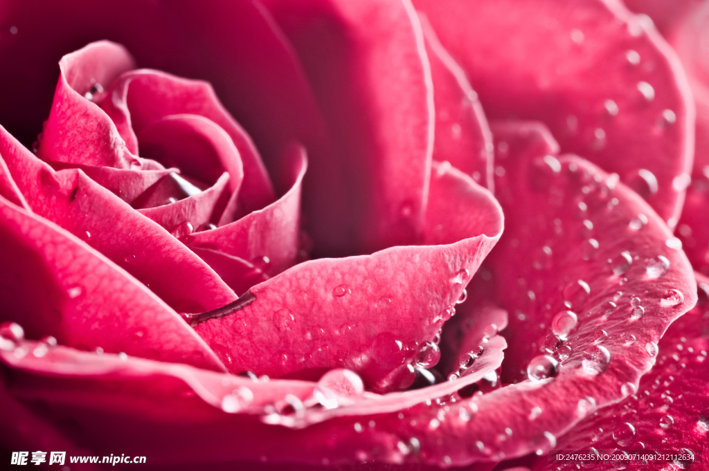 带有水珠的玫瑰花特写高清图片