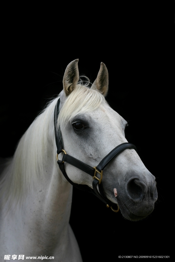黑色背景的高贵白马