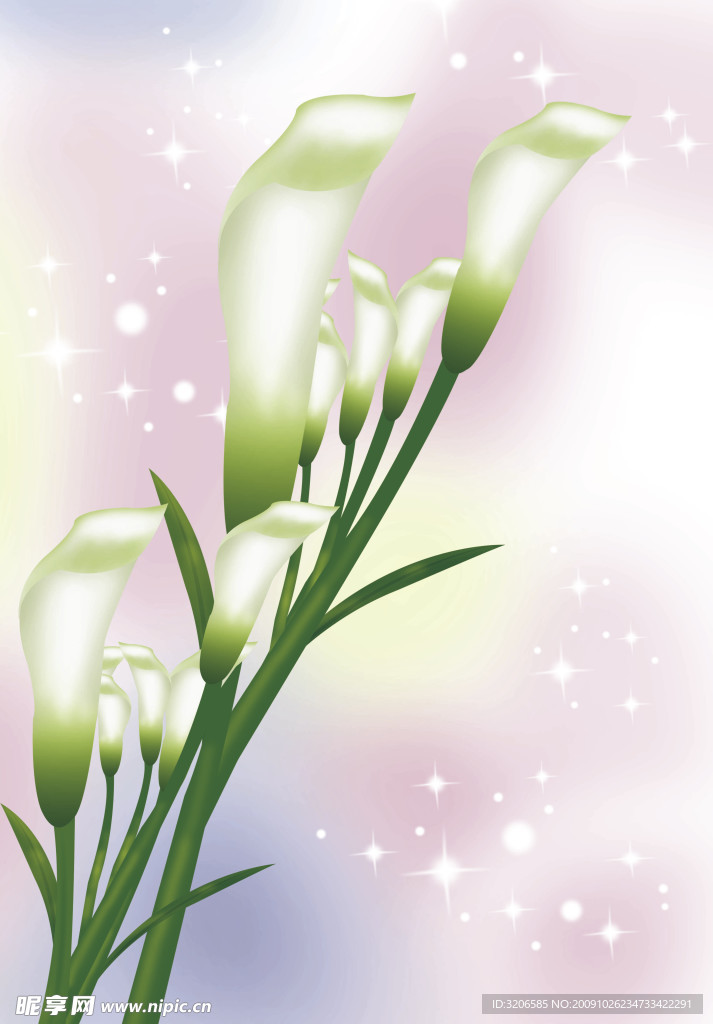 愿望 百合花