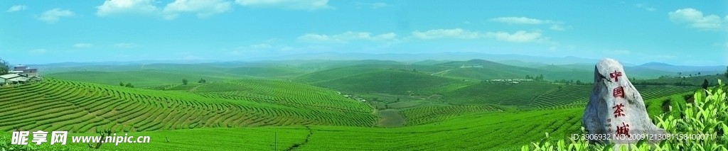 中国茶城 普洱 古茶树 茶园 茶山 万亩茶园 蓝天白云