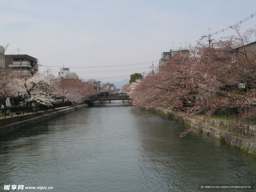 日本风景 河流 樱花
