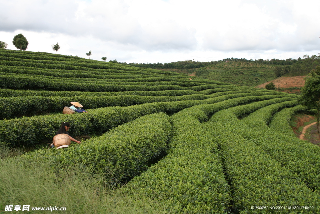 中国茶城 普洱茶 古茶树 茶园 茶山 采茶姑娘