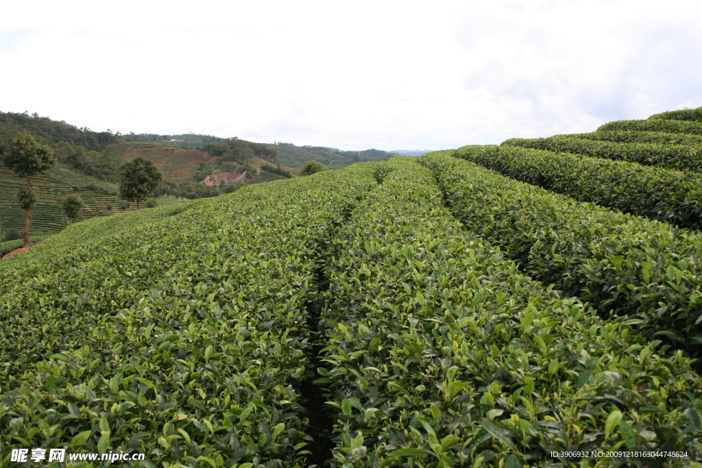 中国茶城 普洱茶 茶树 茶园 茶山