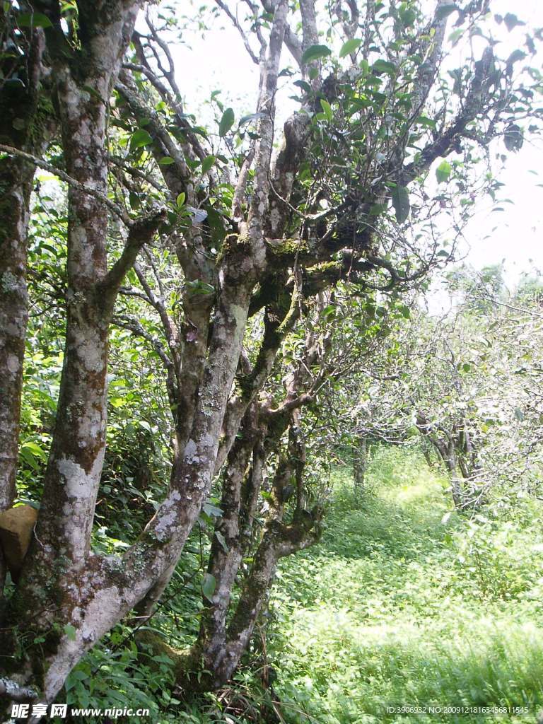 中国茶城 普洱茶 古茶树 茶园 茶山