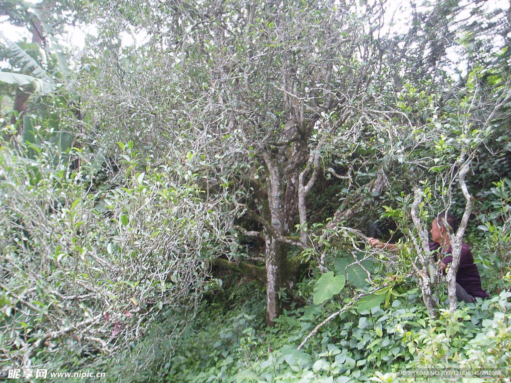 中国茶城 普洱茶 古茶树 茶园 茶山