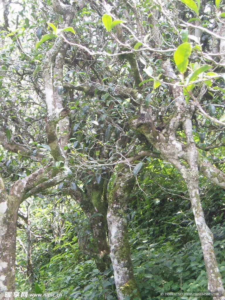 中国茶城 普洱茶 古茶树 茶园 茶山