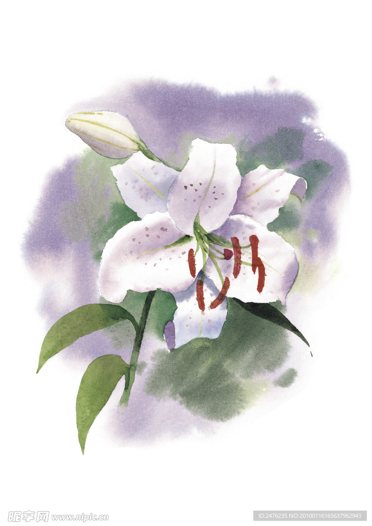 水彩百合花高清图片
