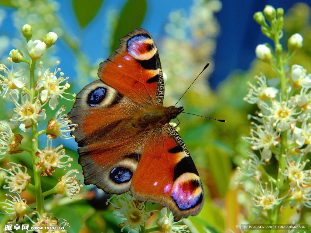 蝴蝶 白色花朵 特写