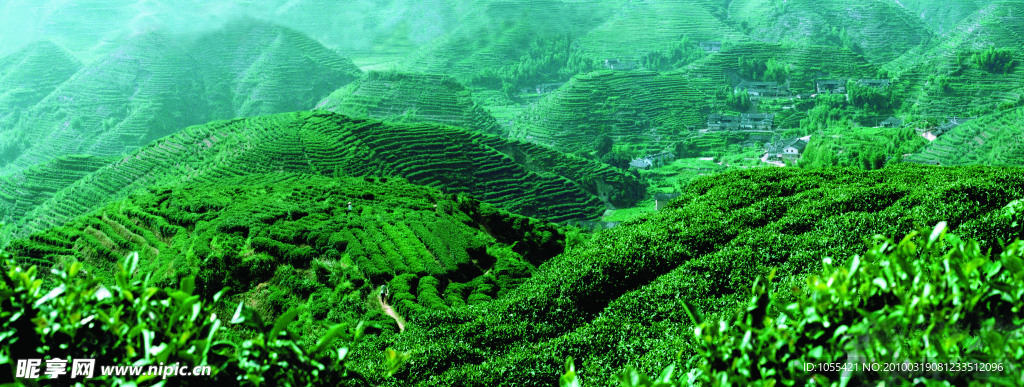 茶园高清风景图片