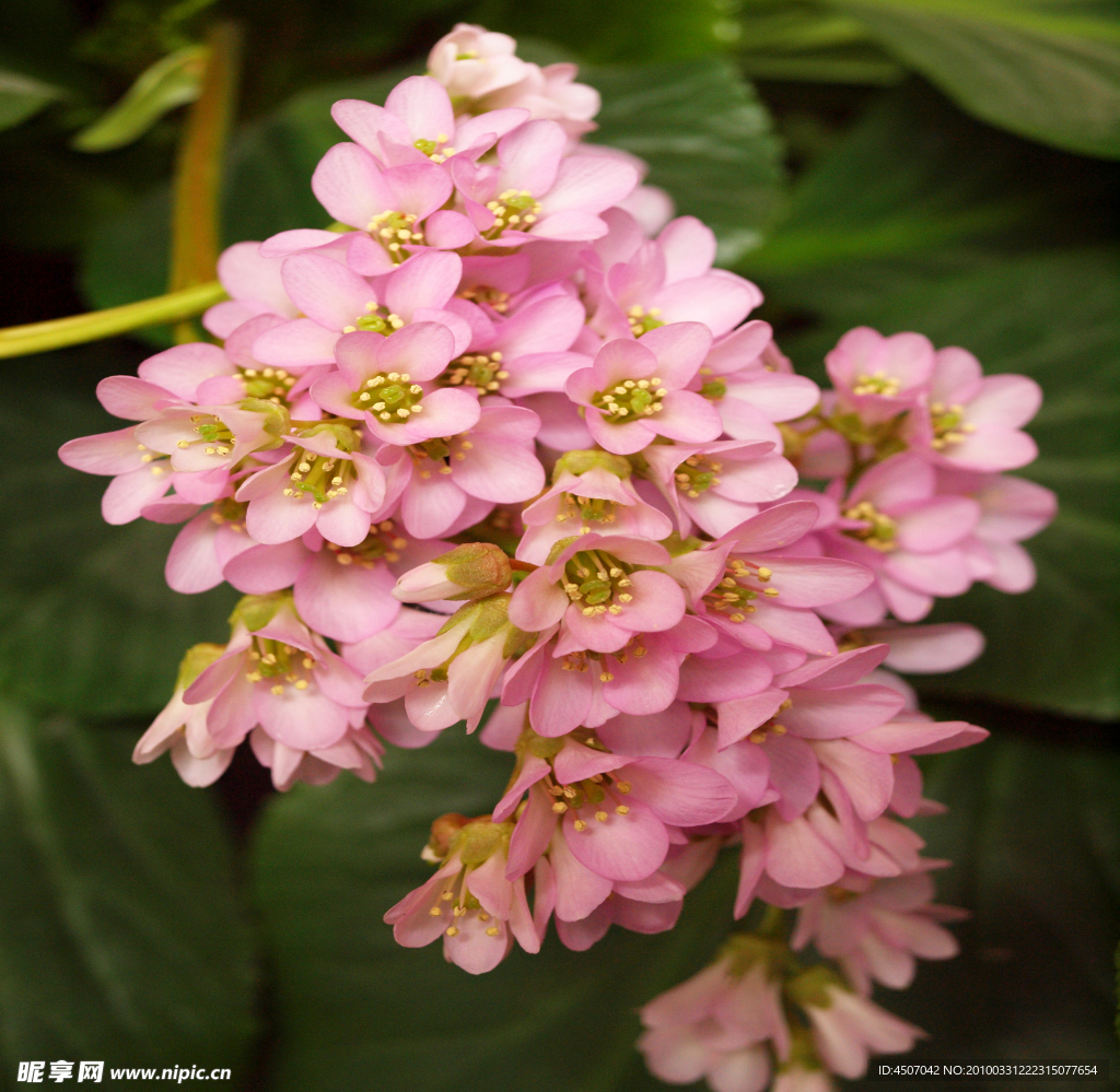 装饰画图 花