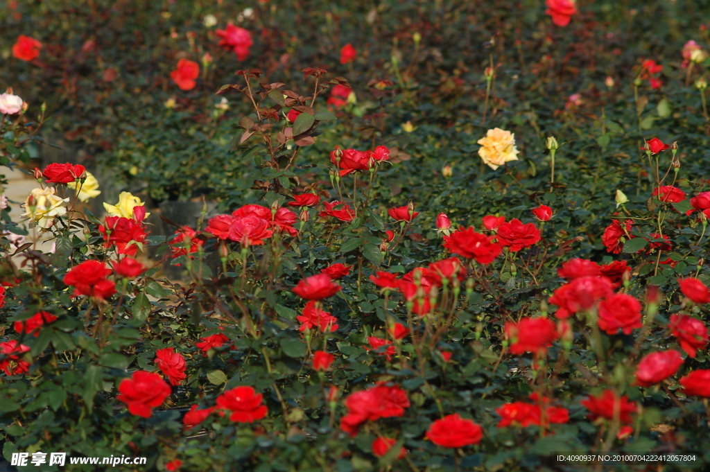 玫瑰花海