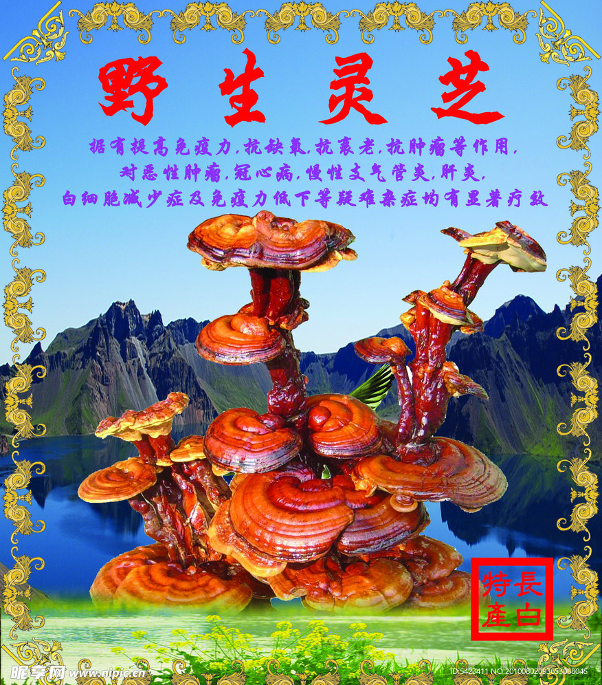 野生灵芝PSD封面说明书