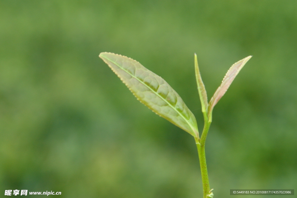 广西龙井茶茶叶