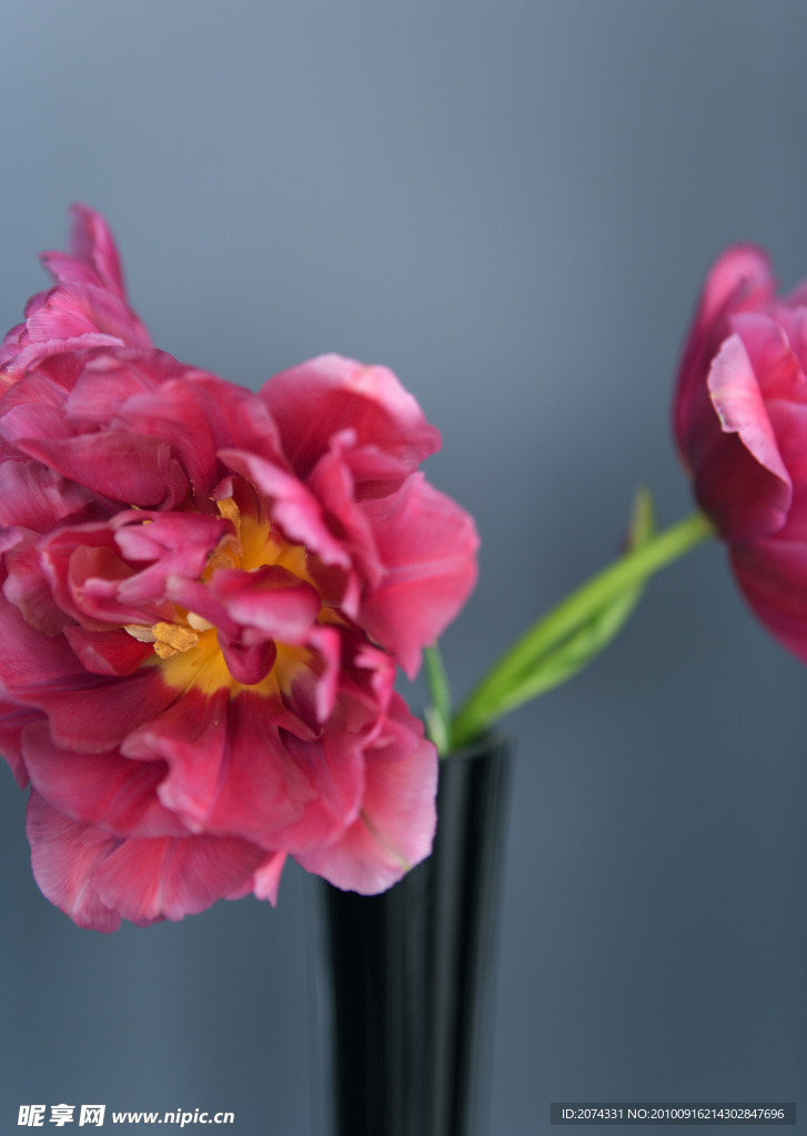 花卉 无框画 装饰画 素材 高清晰