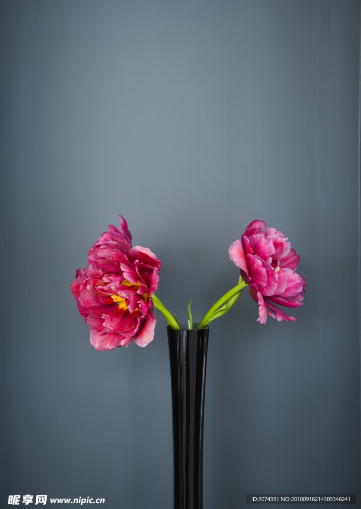 花卉 无框画 装饰画 素材 高清晰