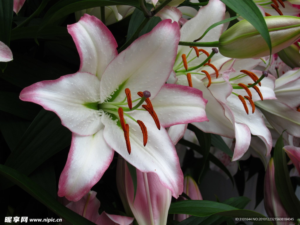 白色百合花