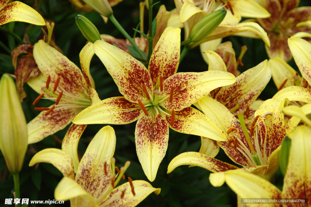 黄色百合花