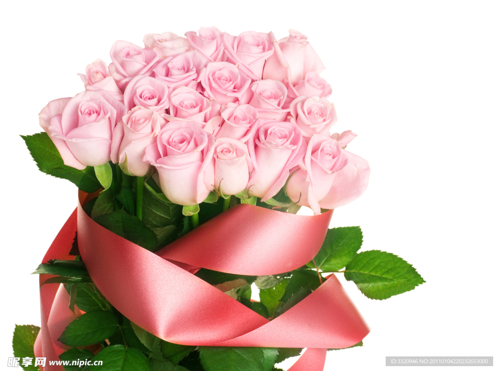 玫瑰花高清图片