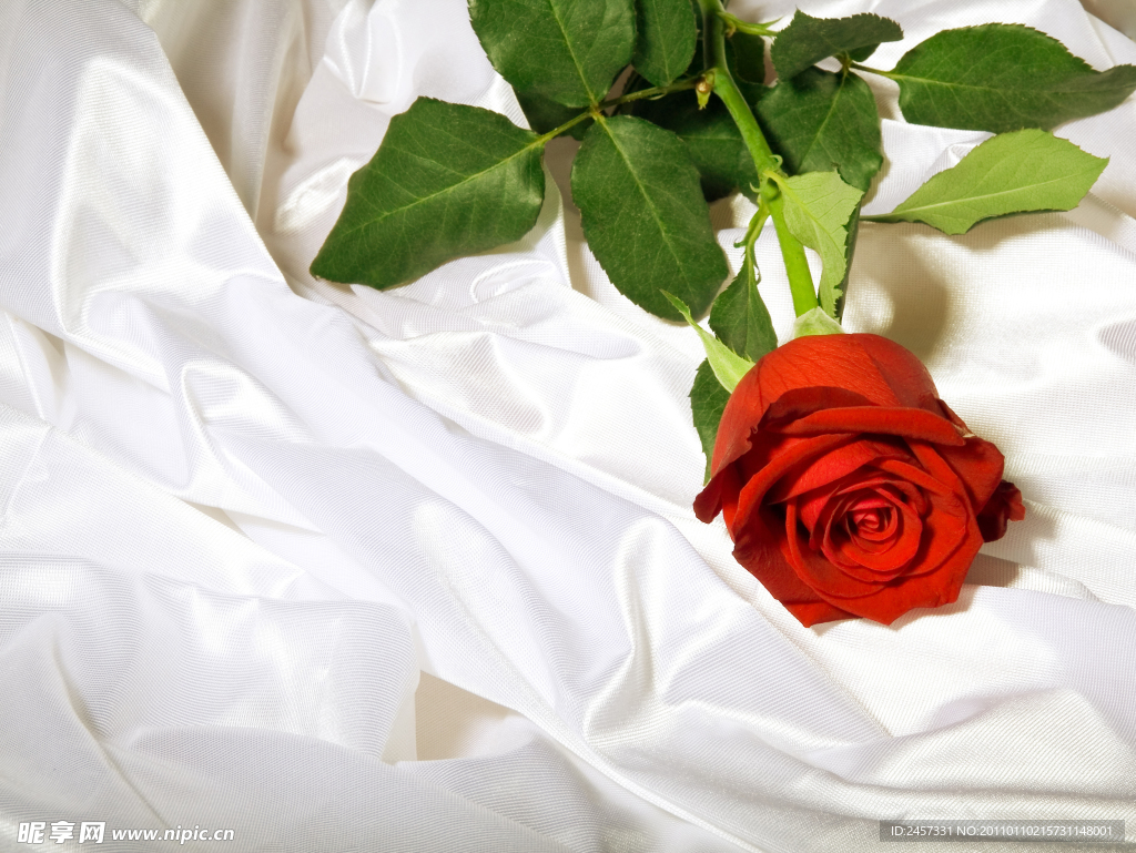 丝绸上的红玫瑰