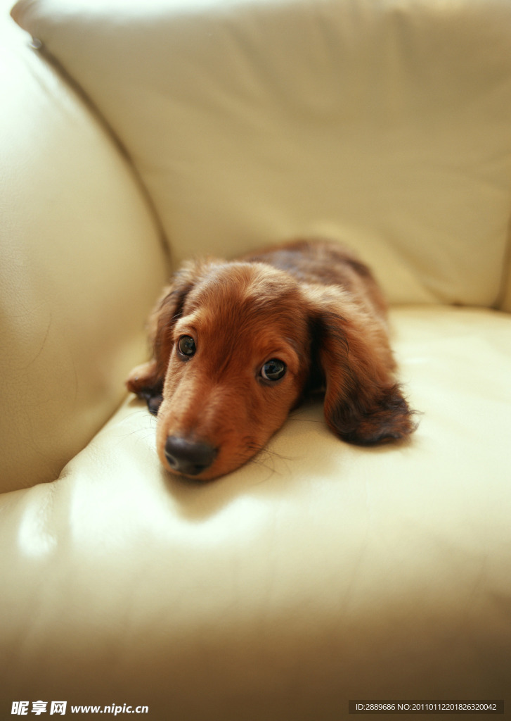 金毛寻回犬