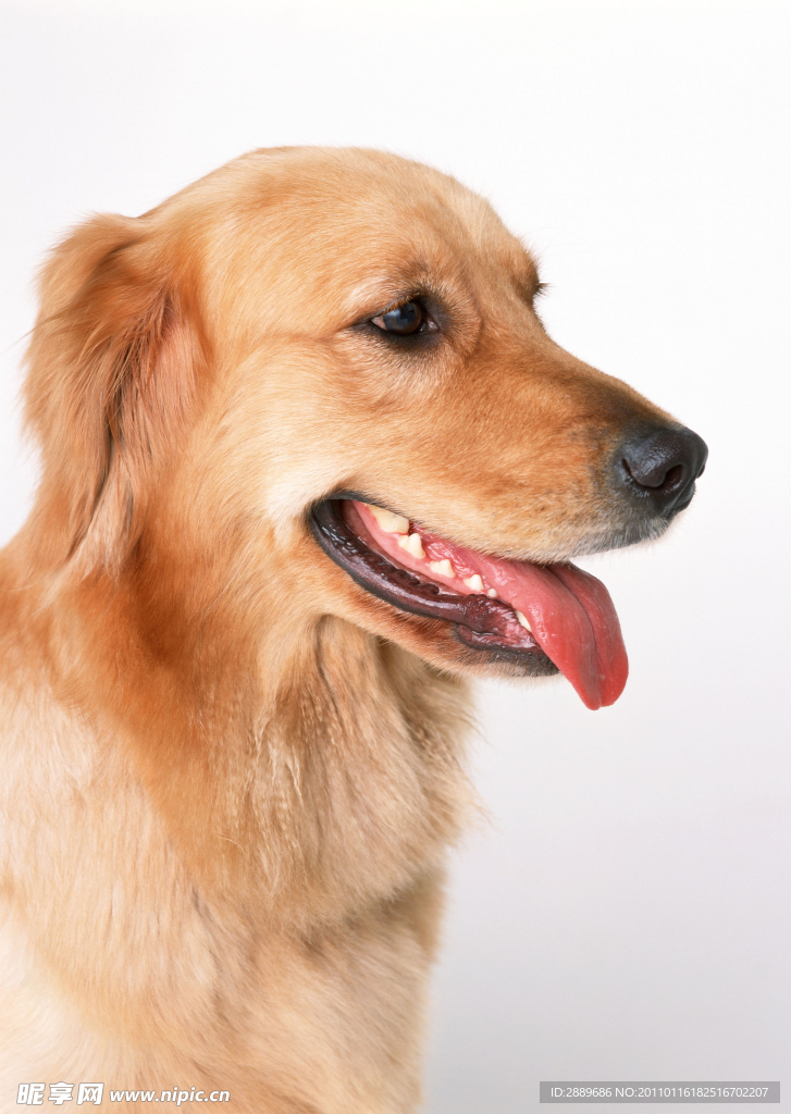 金毛寻回犬