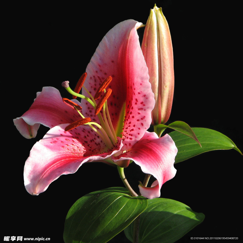 红百合花