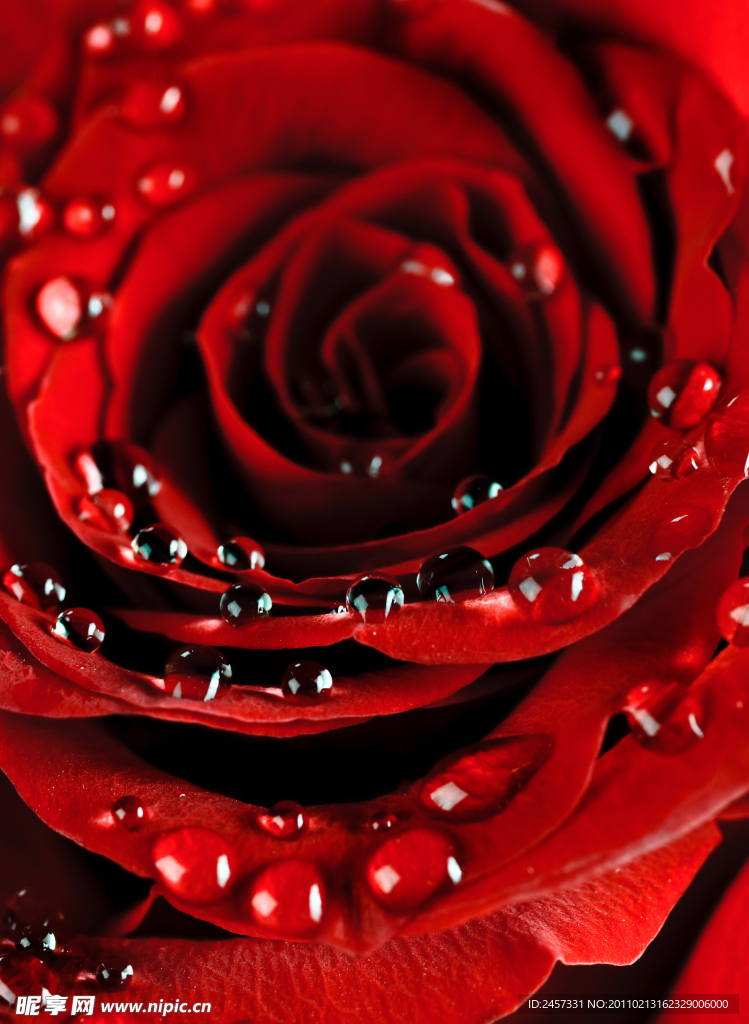 红玫瑰水珠水滴