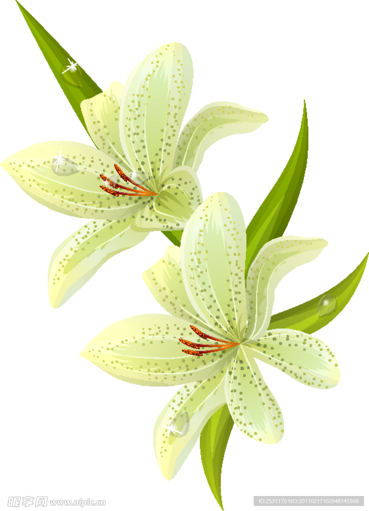 矢量百合花