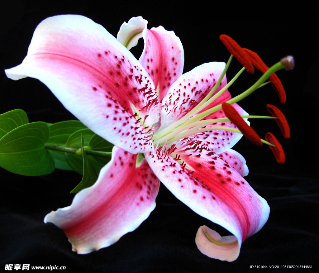 红百合花