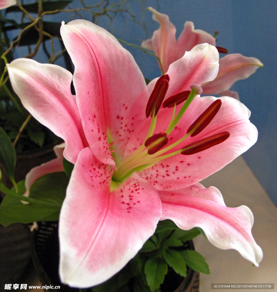 粉红百合花特写