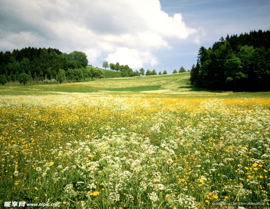 春天油菜花风景