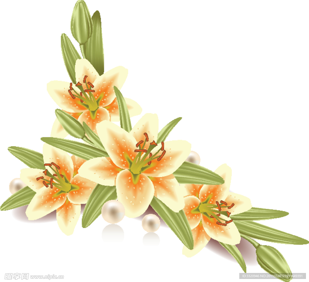 百合花矢量素材
