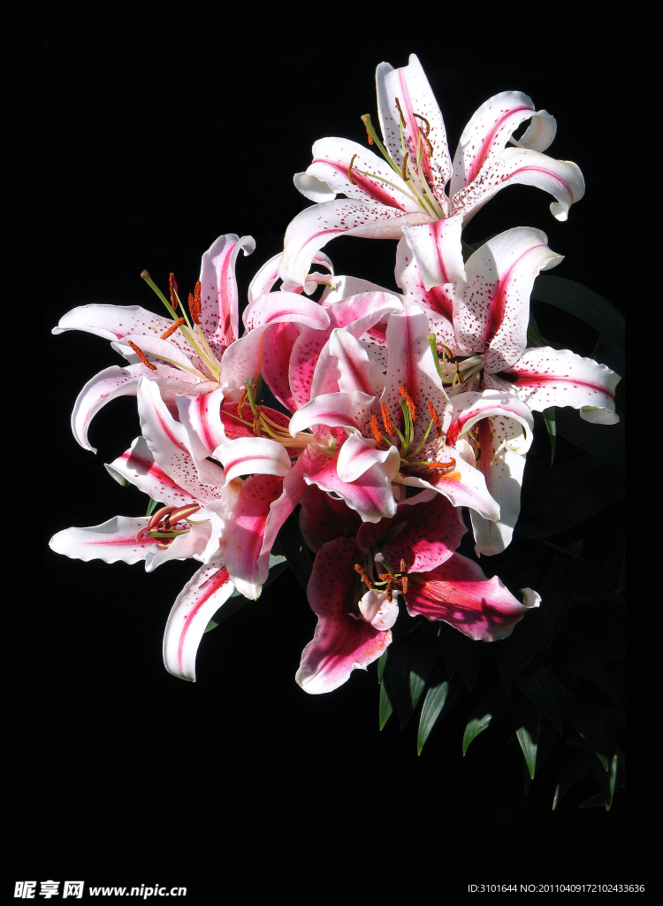 粉红百合花