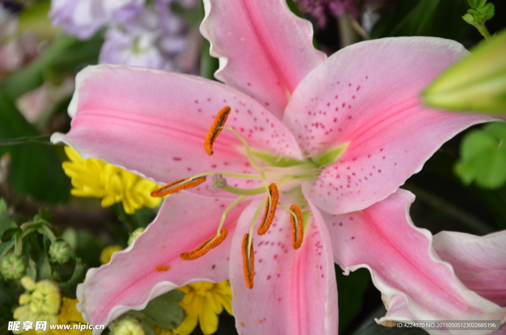 百合花蕊