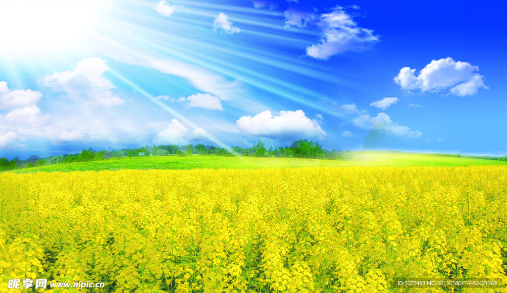 蓝天 油菜花 风景