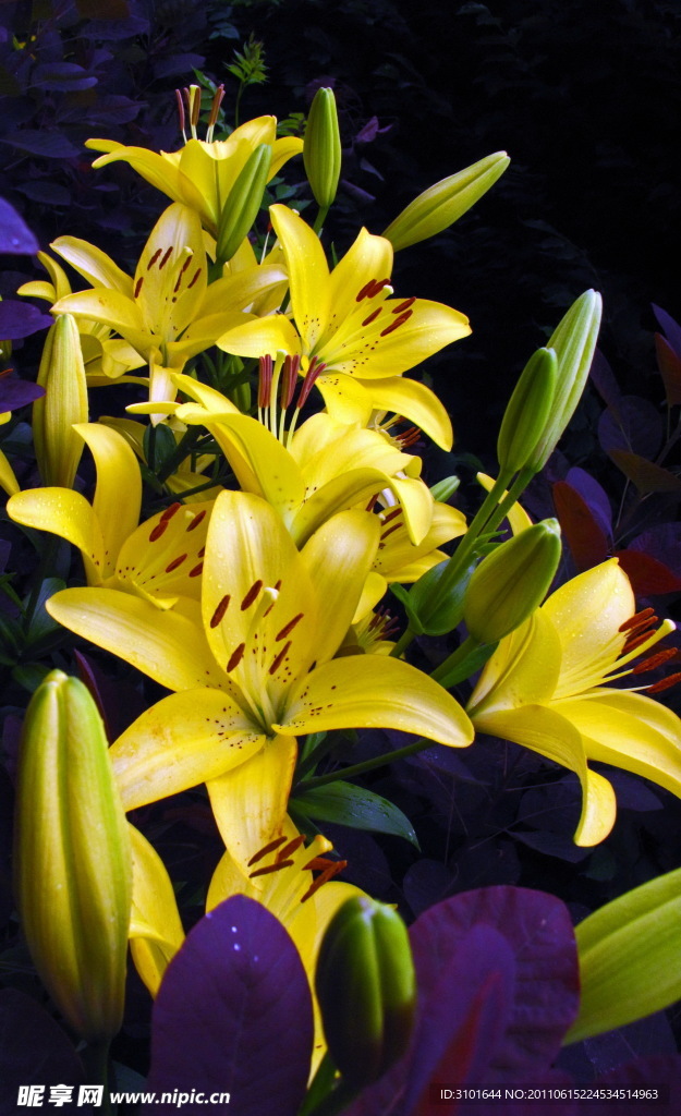 黄色百合花