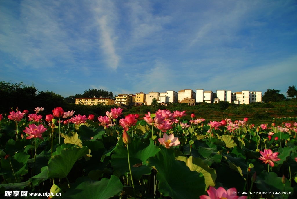 莲乡新村