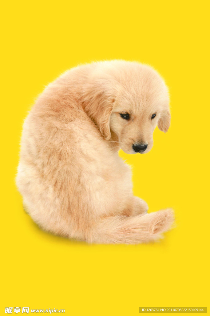 金毛犬