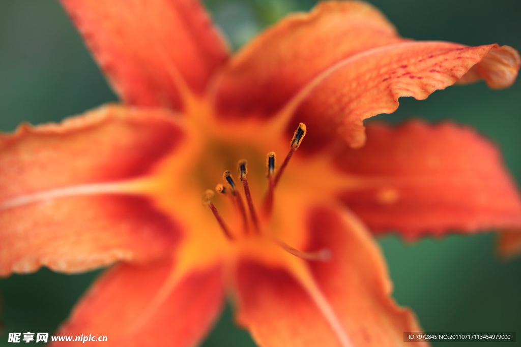 黄花