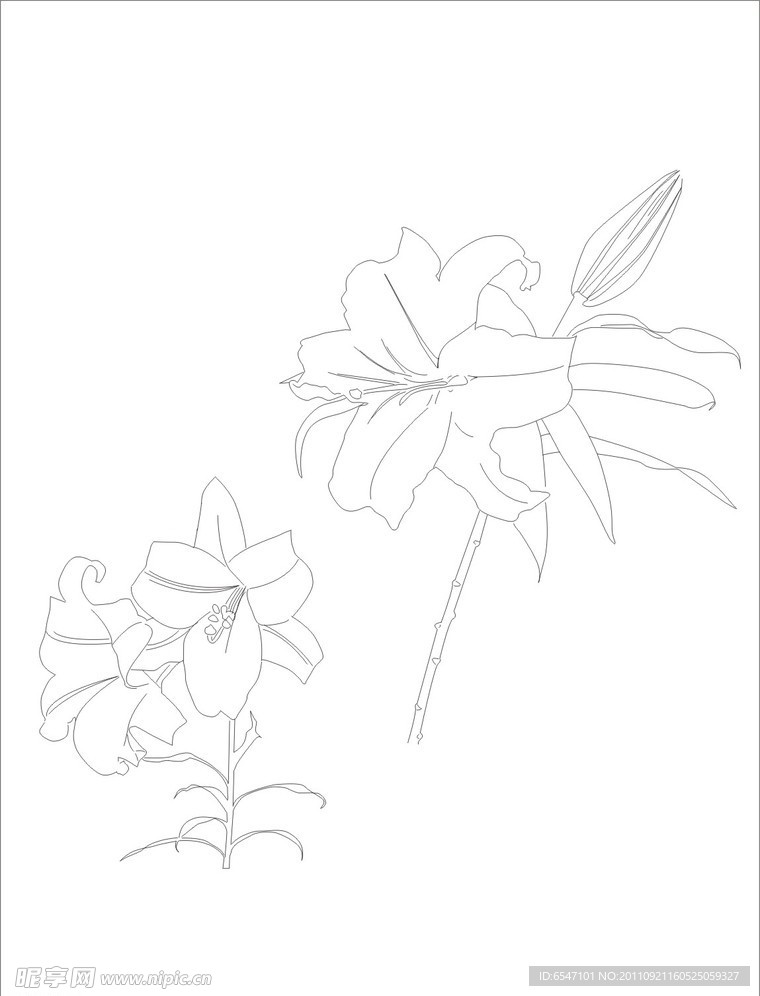手绘百合花
