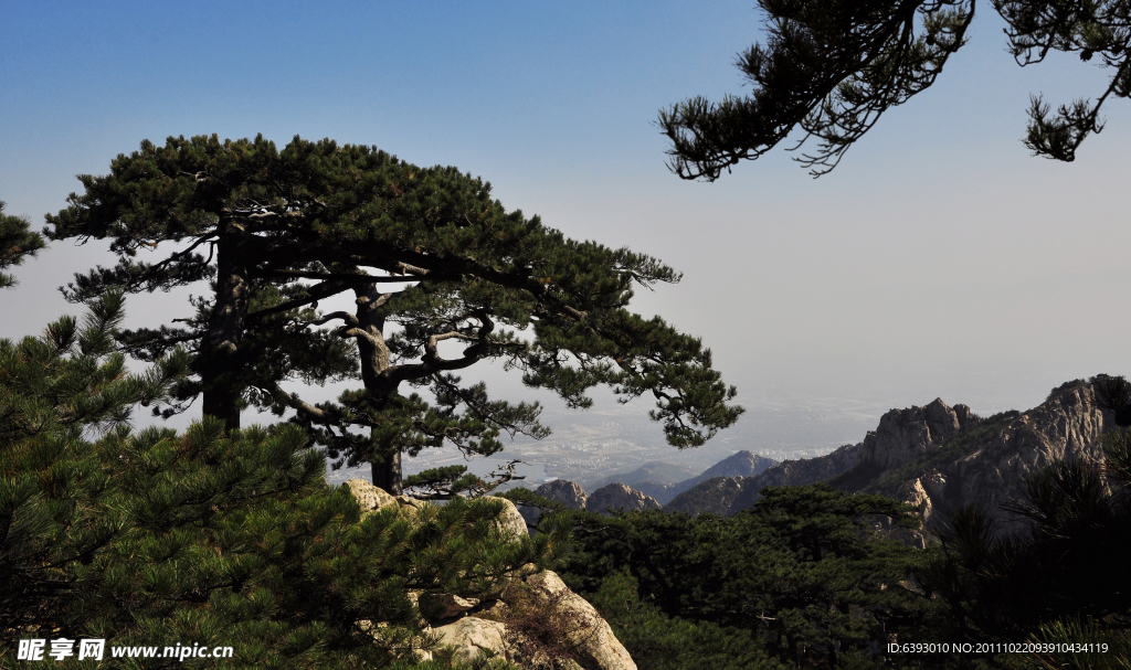 泰山姊妹松