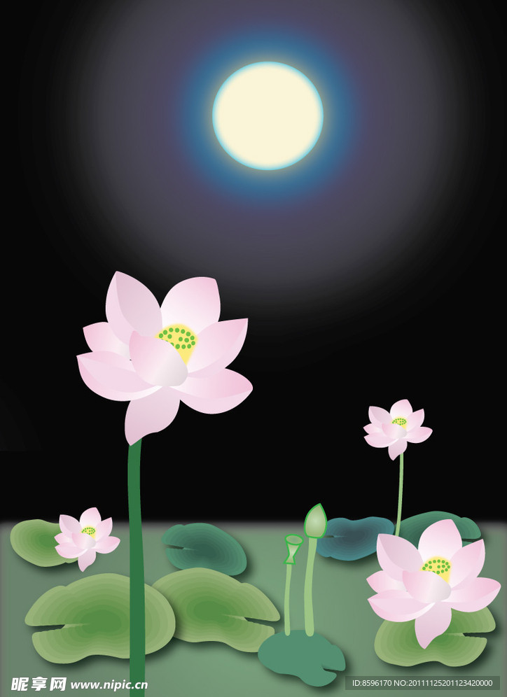 荷花风景