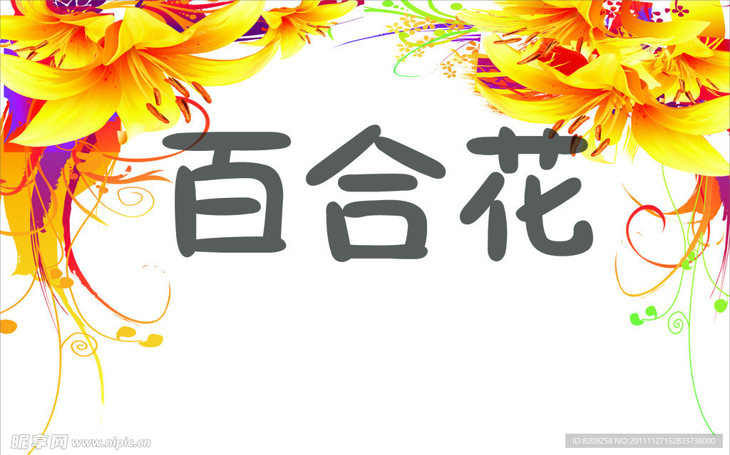 梦幻百合花