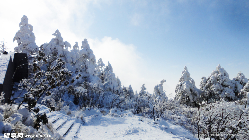 雪松林