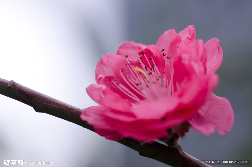 梅花