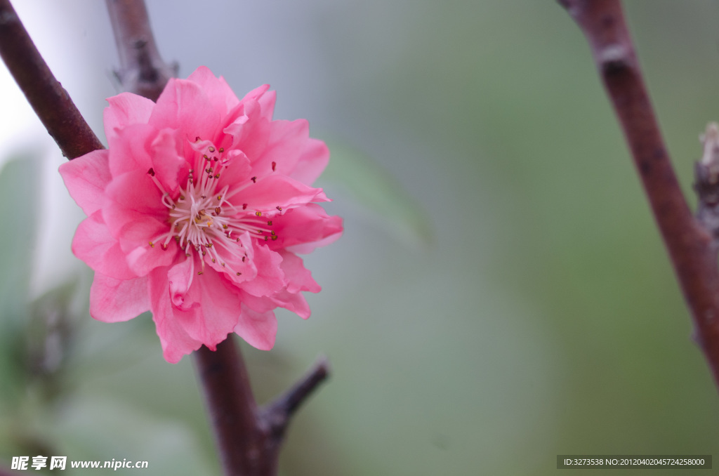 梅花