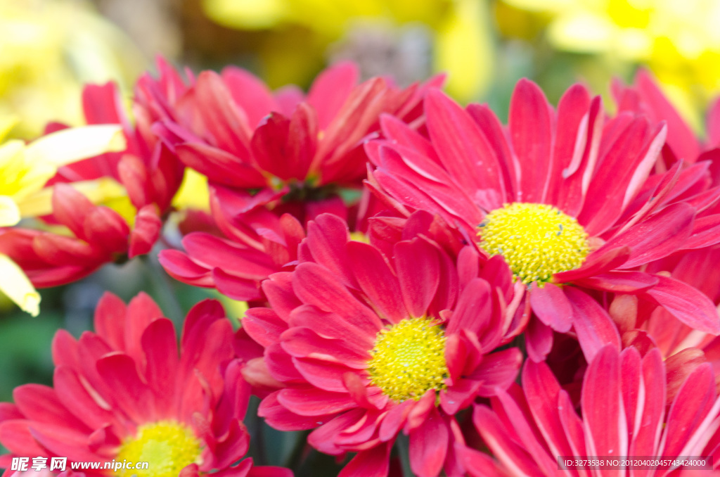 菊花