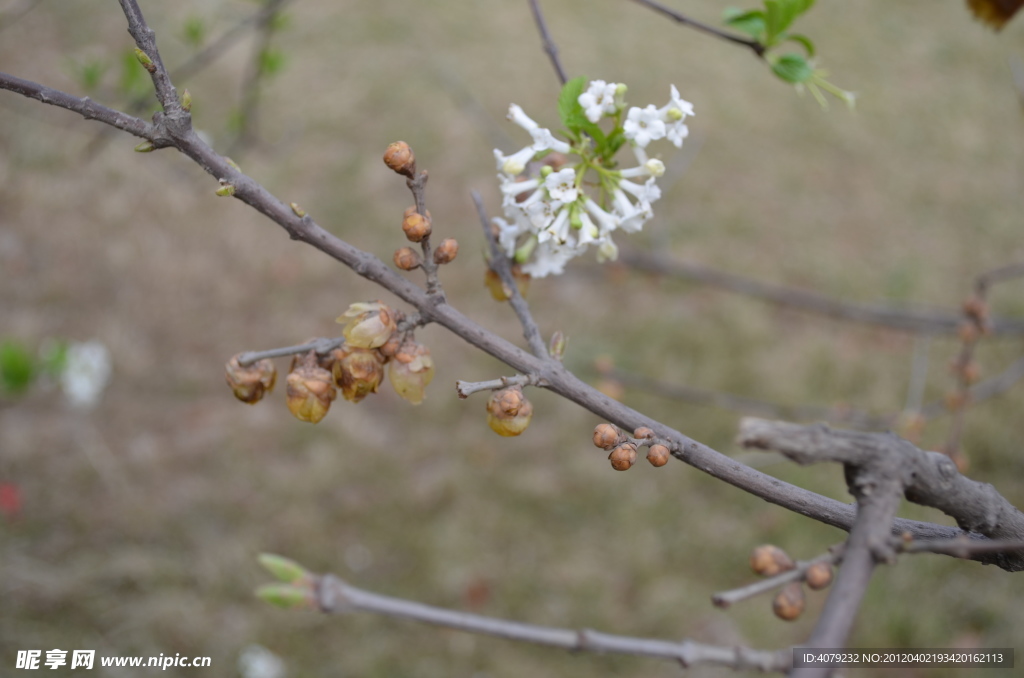 白花与枯梅